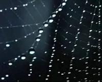 Will raindrops stick to a spider web's threads?