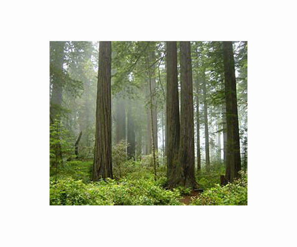 Laser technology used to measure biomass of giant Californian redwood trees