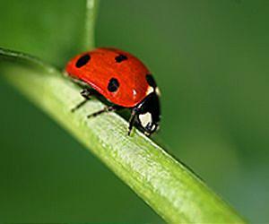 Lady Beetle Diet Influences Its Effectiveness as Biocontrol Agent