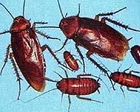 Cosmic Cockroaches Develop Faster