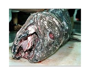 'Living fossil' fish still evolving