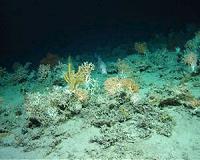 Deep reef survey reveals 195 coral species