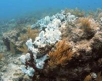 Ocean Warming Affecting Florida Reefs