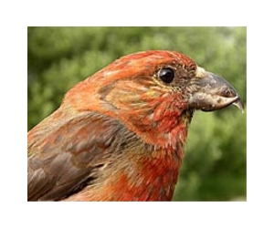 Animal Calls Have Common Features