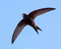 Genetic analysis of New World birds confirms untested evolutionary assumption