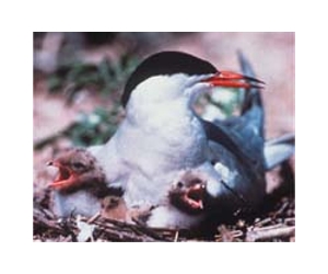 Birds May Increase Their Offspring's Survival Through Infidelity