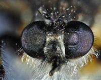 Scientists find natural pigment in 54-million-year-old insect eyes