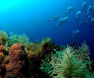 Epic ocean voyages of baby corals revealed