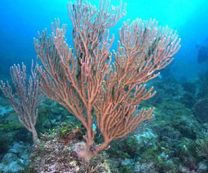 Natural Underwater Springs Show How Coral Reefs Respond to Ocean Acidification