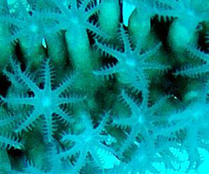 Baby corals pass the acid test