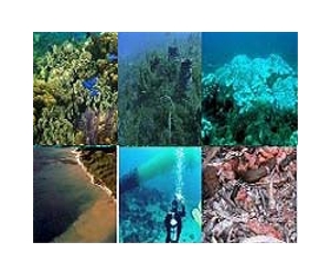 China's boom savages coral reefs: study