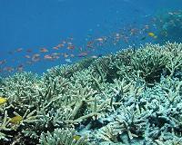 Indonesia vows action after UK cruise ship ruins coral reef