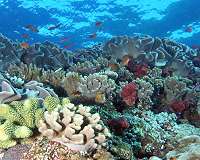 Current efforts to save coral reefs are insufficient, report finds