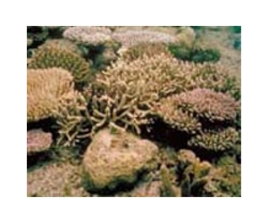 New Mathematical Model Helps Biologists Understand How Coral Dies In Warming Waters