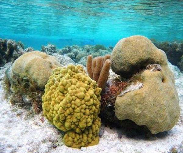 Study finds half the world's coral reefs could be in 'unsuitable conditions' by 2035