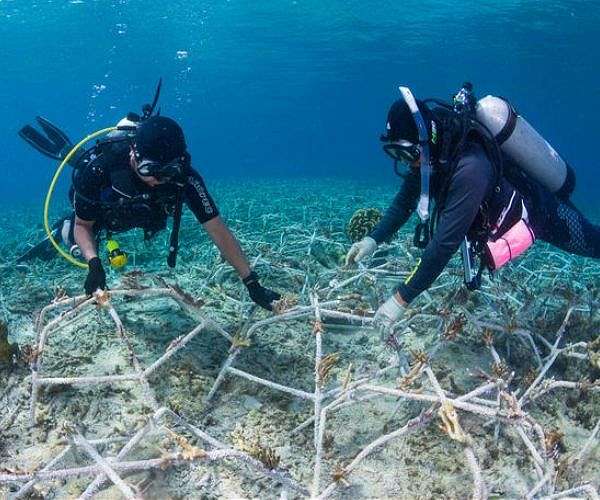 Coral restoration efforts lead to rapid reef recovery comparable to healthy ecosystems