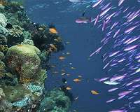 Over one third of Indonesia's coral reefs in bad state: study