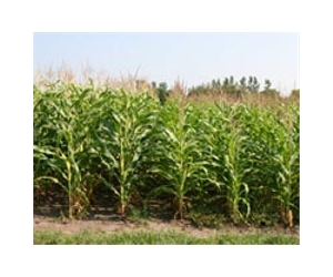 More Economical Process For Making Ethanol From Nonfood Sources