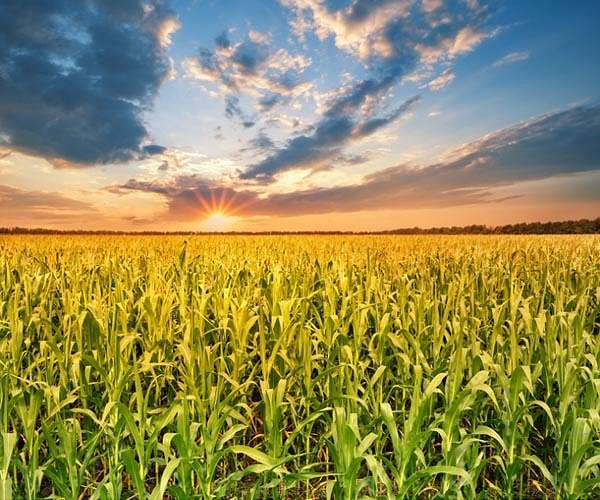 Corn belt farmland has lost a third of its carbon-rich soil