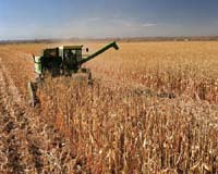 Agriculture, energy more closely linked