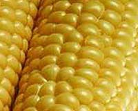 New study points to GM contamination of Mexican corn