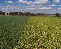 Model predicts elimination of GMO crops would cause hike in greenhouse gas emissions