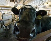 Lactation, weather found to predict milk quality in dairy cows
