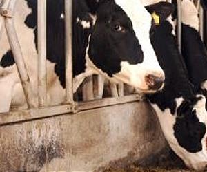 Even for cows, less can be more