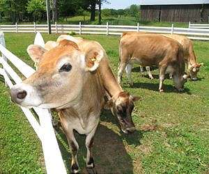 Company turning cow fat into motor oil