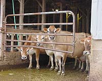 US Agricultural Carbon Offset Program Will Capture And Destroy Methane From 200 Farms