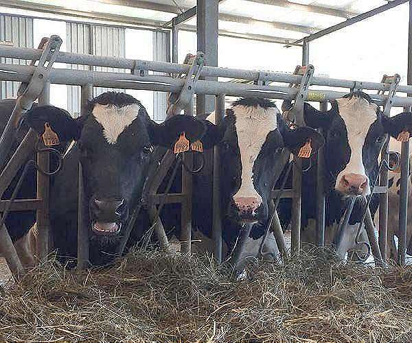 Europe's big meat and dairy firms accused of climate 'greenwash'