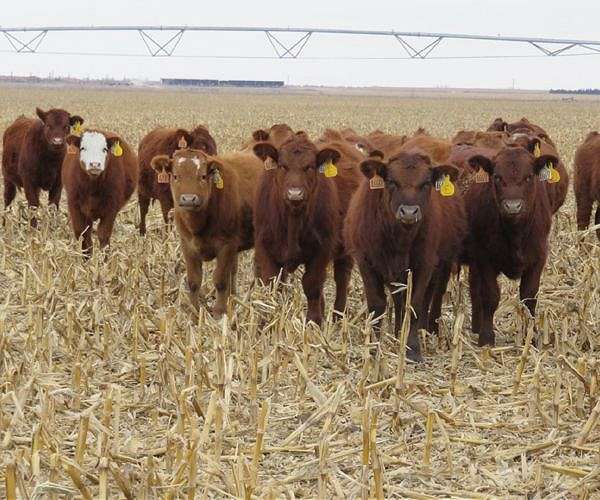 Drought blamed for dozens of cow poisoning deaths in Italy