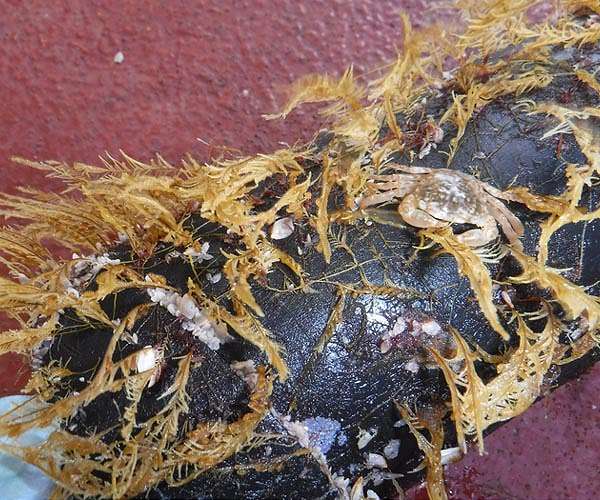 Ocean plastic is creating new communities of life on the high seas