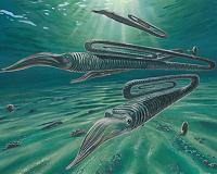 Major shift in marine life occurred 33 million years later in the South