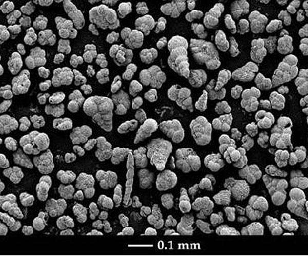 New research reveals remarkable resilience of sea life in the aftermath of mass extinctions