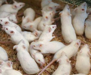 Mice, gerbils perish in Russia space flight