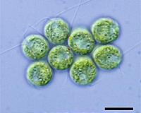 Pond scum and the gene pool