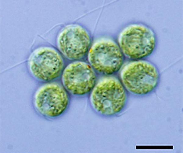 Death of sea life off Russia peninsula 'caused by algae'