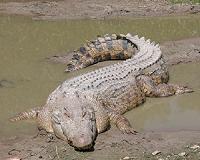 Crocodile mauls woman to death in Indonesia