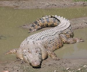 15,000 crocs escape from South African farm