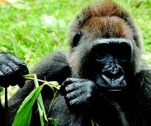 Satellite study reveals critical habitat and corridors for world's rarest gorilla
