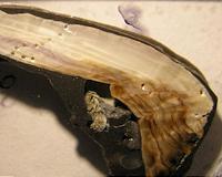 Modern mussel shells much thinner than 50 years ago