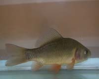 Invasive carp feared bound for Great Lakes