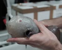 Faceless fish among weird deep sea Australian finds