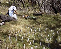 Weeding Out The Risk Of Pest Plants