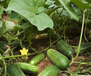 Artificial light quality affects herbivore preference for seedlings