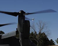 When Pigs Fly...With Ospreys