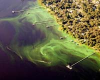 Algae genomes key to regulating carbon emissions: study
