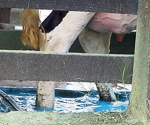 Managing Soil Copper in Crops Irrigated with Cattle Footbath Wastewater