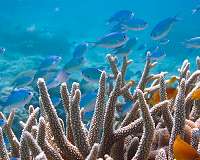 Reef-building coral exhibiting 'disaster traits' akin to the last major extinction event
